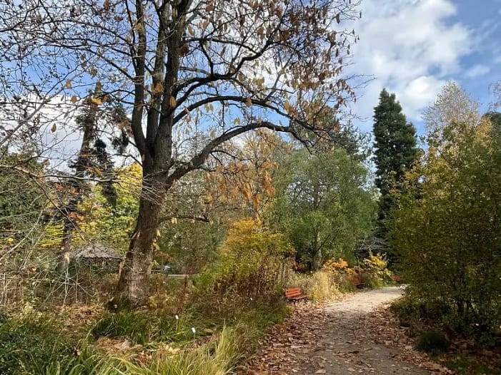 Weg durch den herbstlichen Park im Oktober 2025 Weg durch den herbstlichen Park im Oktober 2025