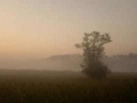 Nebelige Landschaft im Morgenlicht - ein stiller Raum für innere Klarheit und Innehalten