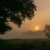Raum für mich Sonnenaufgang im Nebel zwischen Bäumen - ein stiller Übergang, der zum Eintreten einlädt