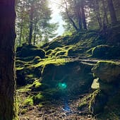 Steiniger Anstieg durch den Wald über moosbewachsene Steine. Türkises Licht durch Sonnenstrahlen im Vordergrund.