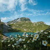 Blick über Wiesenblumen im Vordergrund auf See mit Bergen im Hintergrund