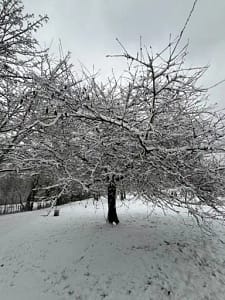 Winterimpressionen im Monatsrückblick Januar 2026 - Verschneiter Baum im Park