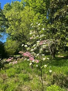 Blühender Baum mit weißen und rosa Blüten im Botanischen Garten Frankfurt - April 2026