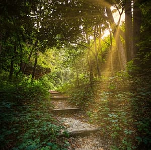 Waldweg im Sonnenlicht – Symbolbild Klassikreise Sonnenlicht fällt auf einen Waldweg – Symbol für Klarheit, Orientierung und innere Führung in der AKASHA-Chronik Lesung