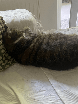 Kater schläft entspannt auf dem Sofa