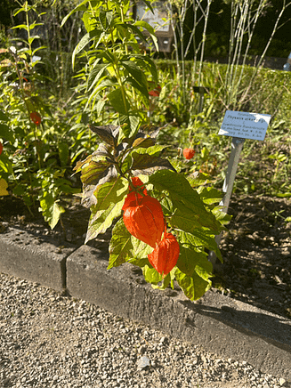 Lampionblume im Herbst Lampionblume im botanischen Garten, erinnert an eine Physalis