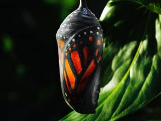 Ein bunter Schmetterlingskokon vor einem grünen Blatt – Symbol für Transformation, Wachstum und das Leben verändern