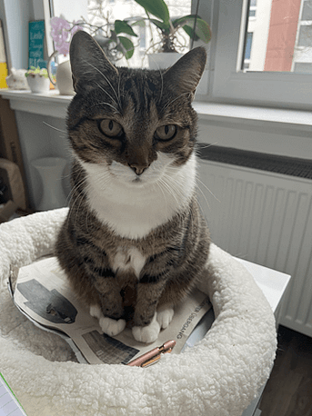 Mein Kater sitzt in seinem Körbchen und schaut mich mit großen Augen an