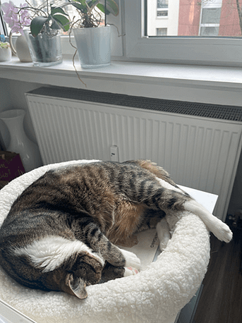 Mein Kater liegt entspannt in seinem Körbchen, eine Pfote lässig herausgestreckt