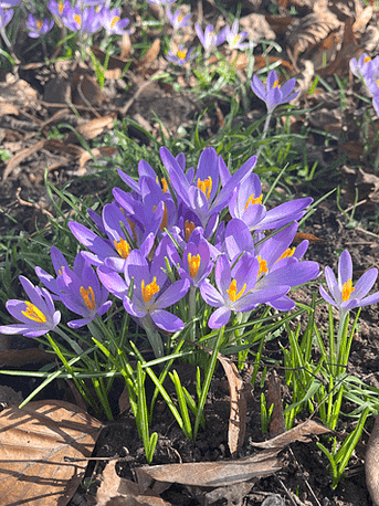 Lila Krokusse blühen – ein Zeichen, dass der Frühling näher rückt und Ostara bevorsteht