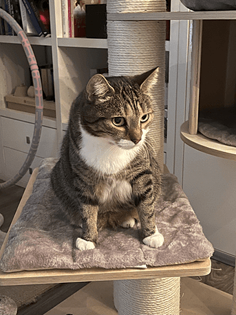 Kater auf dem Kratzbaum – alles im Blick Mein Kater sitzt auf seinem Kratzbaum und schaut aufmerksam in die Umgebung
