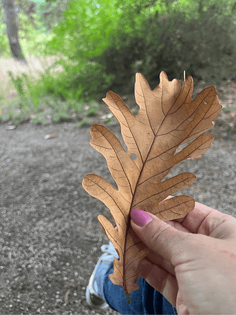 Eine Hand hält ein herbstlich verfärbtes Blatt im Botanischen Garten Eine Hand hält ein herbstlich verfärbtes Blatt im Botanischen Garten