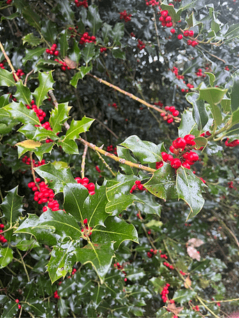 Stechpalme zum Herbstbeginn Stechpalme im September 2025 - der Herbst beginnt