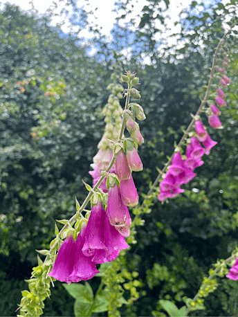 Wunderschöner rosa Fingerhut im Juni - einfach magisch.