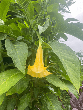 Interessante gelbe trompetenförmige Blüte