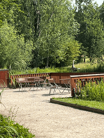 Grauhreiher sonnt sein Gefieder in der Juni-Sonne