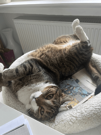 Kater-Artistik im Körbchen