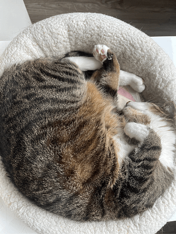 Kater elegant im Körbchen beim Schlafen