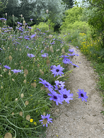 Zarte Sommerblüten, am Wegesrand aufgenommen, lila-blau leuchtend im Juni-Licht