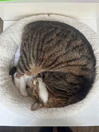 Kater eingerollt im runden Kuschelbett Ein grau-getigerter Kater schläft eingerollt in einem weichen runden Kuschelbett