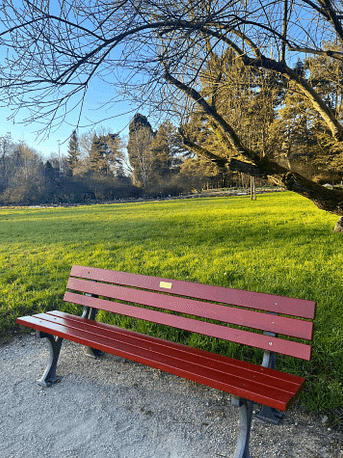Rote Parkbank im Abendlicht mit Blick ins Grüne Eine rote Bank steht unter einem Baum im goldenen Licht auf einem Weg im Park, mit Blick auf grüne Wiesen