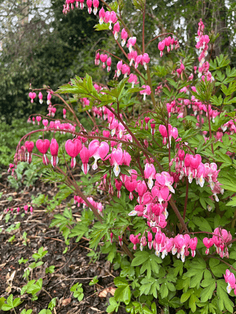 Tränendes Herz in voller Blüte im Frühling, aufgenommen im April 2025