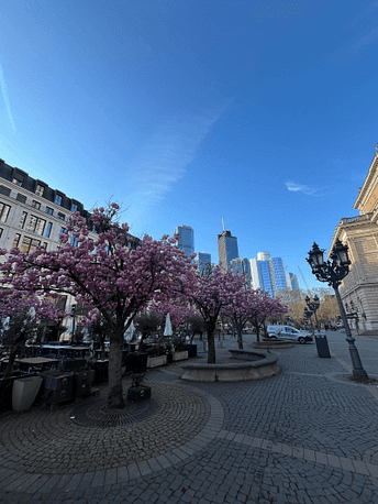 Blühende rosa Bäume vor Skyline und blauem Himmel am Opernplatz in Frankfurt