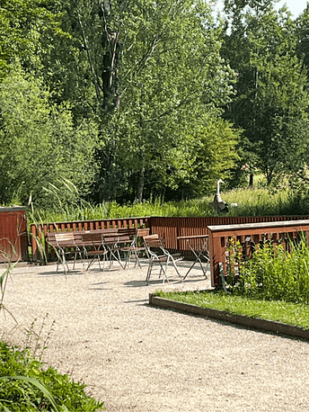 Graureiher sonnt sich Juni 2025 Grauhreiher sonnt sein Gefieder in der Juni-Sonne