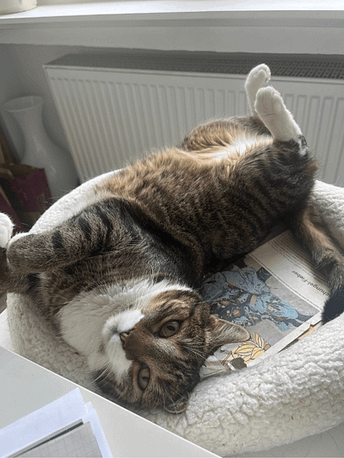 Kater Artistik im Körbchen Juni 2025 Kater-Artistik im Körbchen