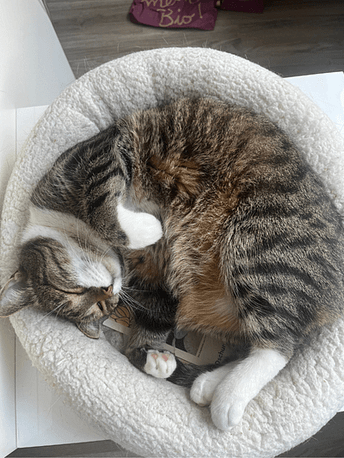 Kater entspannt im Körbchen Juni 2025 Kater mit seinem niedlichen flauschigen Bäuchlein - entspannt im Körbchen