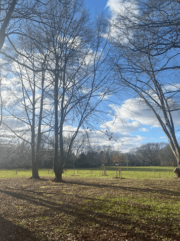 Blauer Himmel mit weißen Wolken über dem Grüneburgpark – die ersten Sonnenstrahlen tauchen die Bäume in warmes Licht