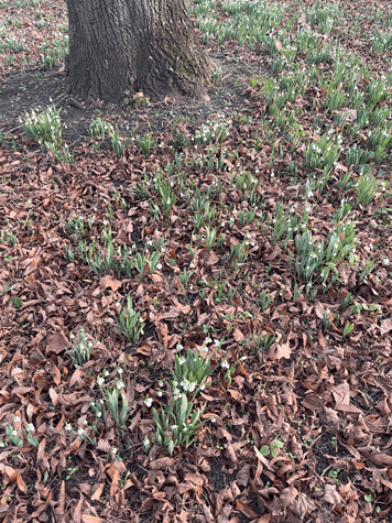 Zahlreiche Schneeglöckchen auf laubbedecktem Boden vor einem Baum im Grüneburgpark – Ende Januar sind es schon deutlich mehr geworden