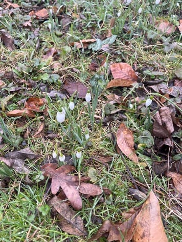 Schneeglöckchen im Laub