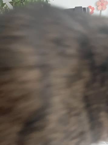 Kater läuft über die Laptop-Tastatur