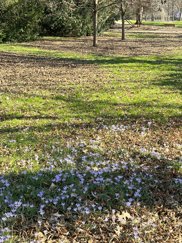 Lila Krokusse im Park, aufgenommen im Februar 2023 – ein Vorgeschmack auf die ersten Frühblüher, die bald wieder zu sehen sein werden