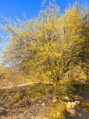 Ein blühender Baum mit gelben Blüten, der den Beginn des Frühlings symbolisiert – Wachstum, Licht und neue Energie
