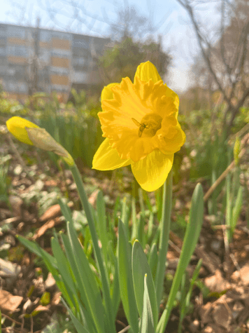 Eine einzelne gelbe Narzisse - Symbol für Ostara Eine einzelne gelbe Narzisse als Frühlingsbote – Symbol für Neubeginn, Wachstum und die Sonnenenergie von Ostara