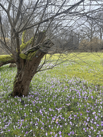 Ein Baum im Botanischen Garten Frankfurt, umgeben von blühenden Krokussen – Vorfreude auf den Frühling und die weiter erwachende Natur