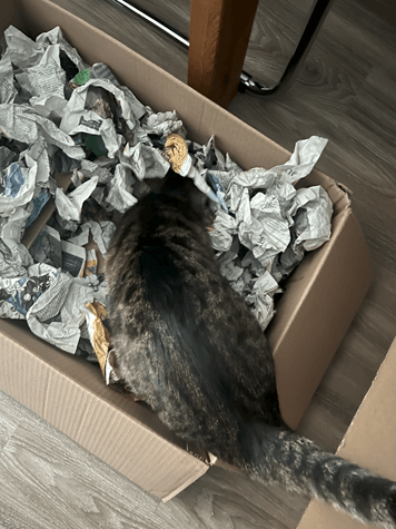 Kater wühlt in einer Leckerli-Box aus Karton und Zeitungspapier