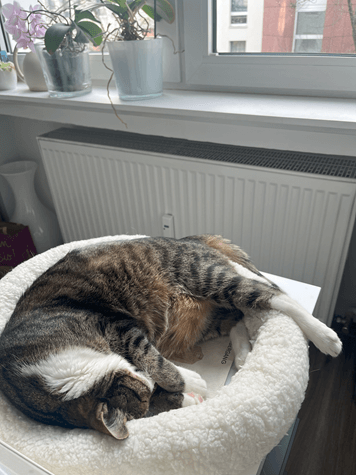 Kater im Körbchen – maximale Entspannung Mein Kater liegt entspannt in seinem Körbchen, eine Pfote lässig herausgestreckt