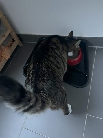 Kater beim Frühstück - 12.02.2025 Kater beim Frühstück