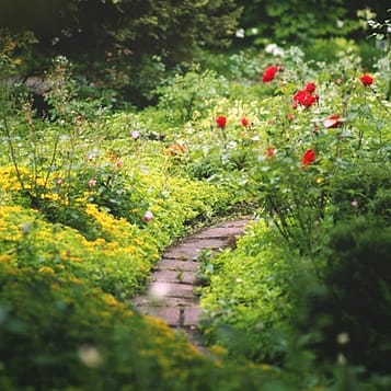 Rosenweg in einem stillen Garten als Symbol für den Weg der Seelenwanderung in der AKASHA Chronik