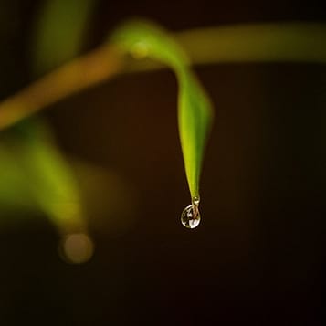 Ein einzelner Wassertropfen hängt an der Spitze eines Grashalms - Symbol für Klarheit, Verdichtung und innere Ruhe in der Akasha Chronik