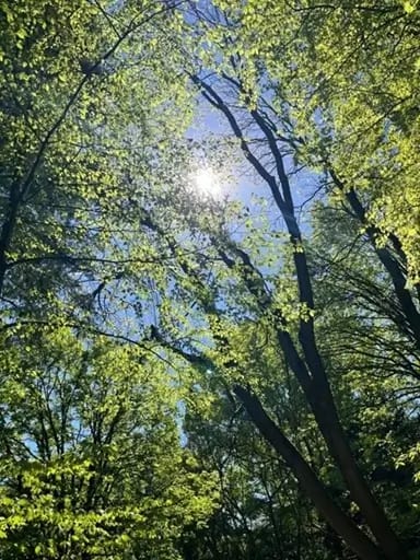 Sonnenlicht bricht durch frisches Blattgrün im Frühling - Beltane-Energie im April 2026