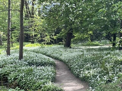 Weg im Botanischen Garten Frankfurt, umgeben von blühenden Blumen – symbolisch für meinen konsequenten Weg in 2024