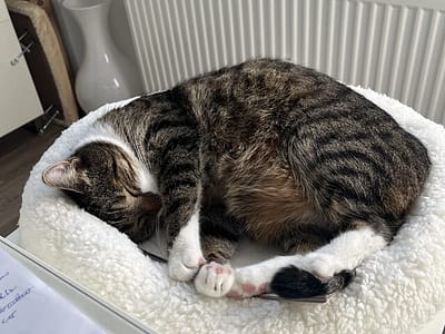 Kater Der Digge - mein neues Familienmitglied Mein Kater Der Digge liegt entspannt in seinem Körbchen - flauschig, niedlich und frech - mein neues Familienmitglied