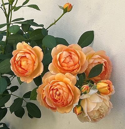 Orange Rosenblüten vor weißer Wand