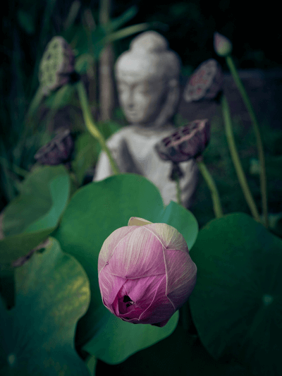 Lotusblüte vor einer Buddha-Statue – Sinnbild für Stille, Tiefe und die Essenz von Spiritualität