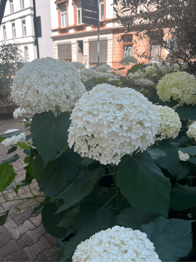 Üppige Hortensienblüten in Weiß im Juni 2025
