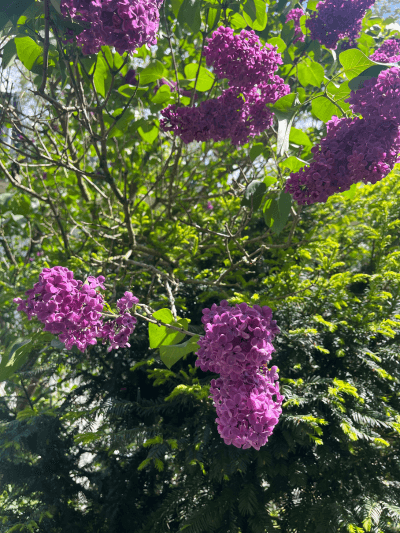 Rosa Flieder im Sonnenlicht als Symbol für Beltane und Frühlingsbeginn im April 2025